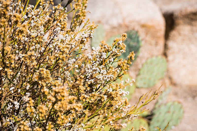 Dried Tall Pussytoes (Antennaria anaphaloides)