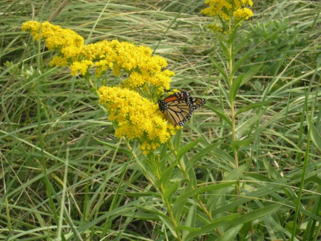 Early Goldenrod