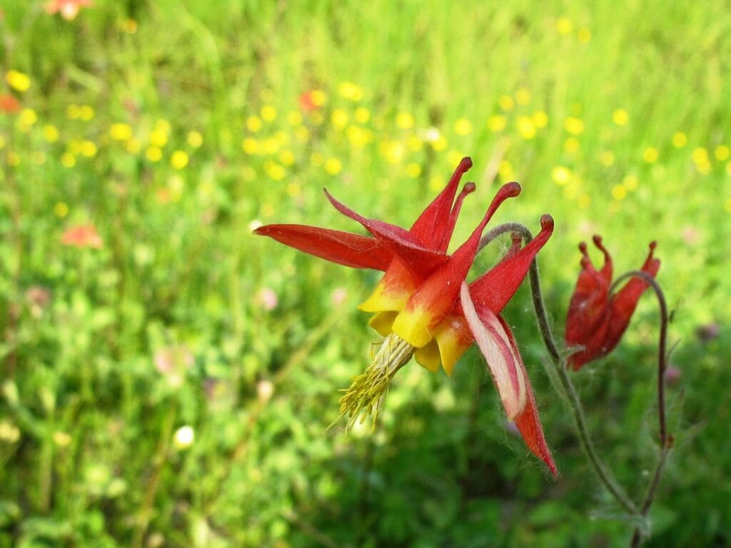 Eastern columbine