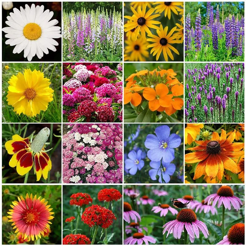 Eden Brothers All Perennial Wildflower Seed Mix