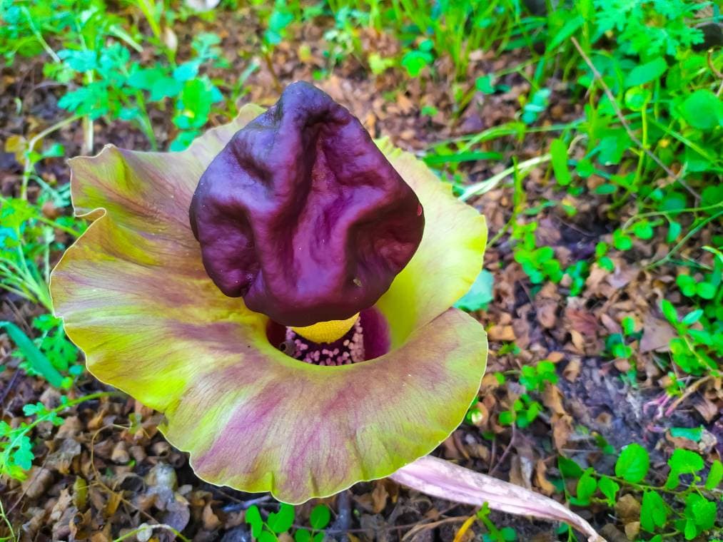 Elephant Foot Flower