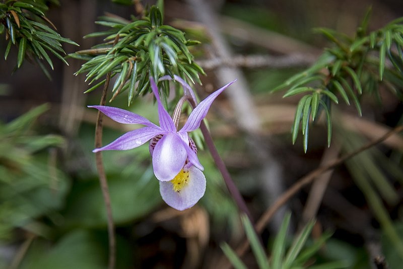 Fairy Slipper Flower