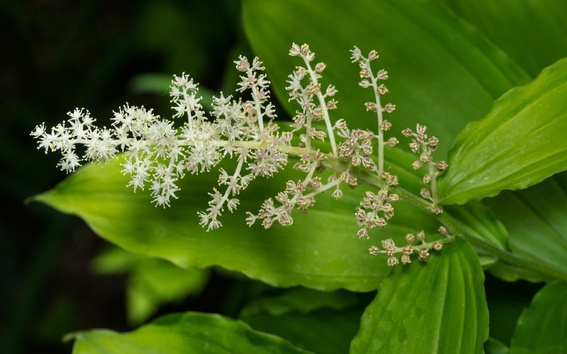 False Solomon's Seal (Maianthemum racemosum) or feathery false lily of the valley