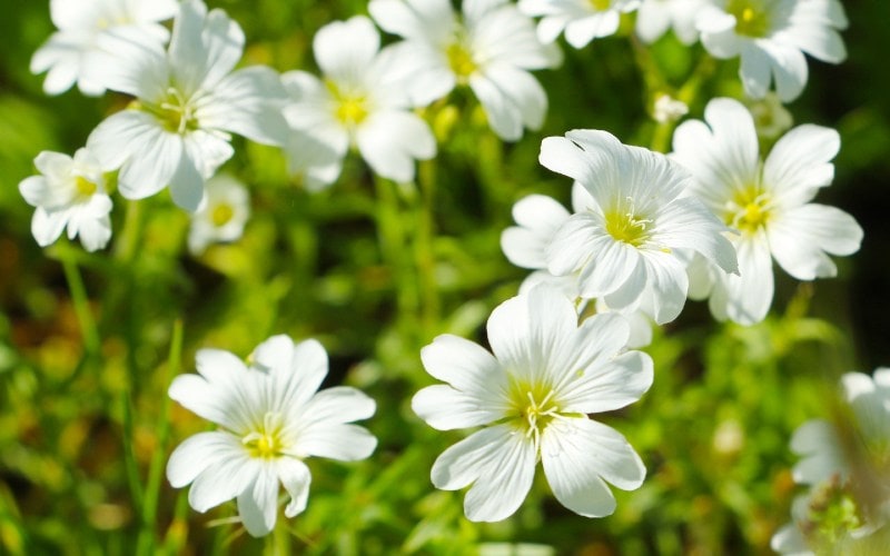 Field Chickweed (Cerastium arvense)