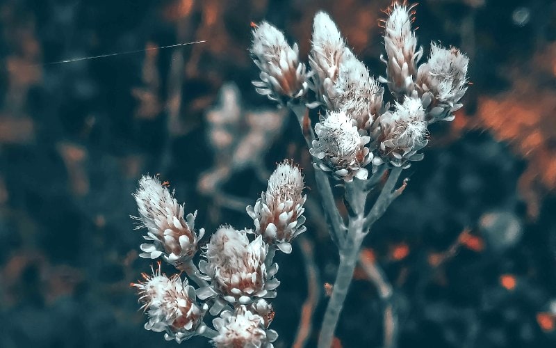 Field Pussytoes (Antennaria neglecta)
