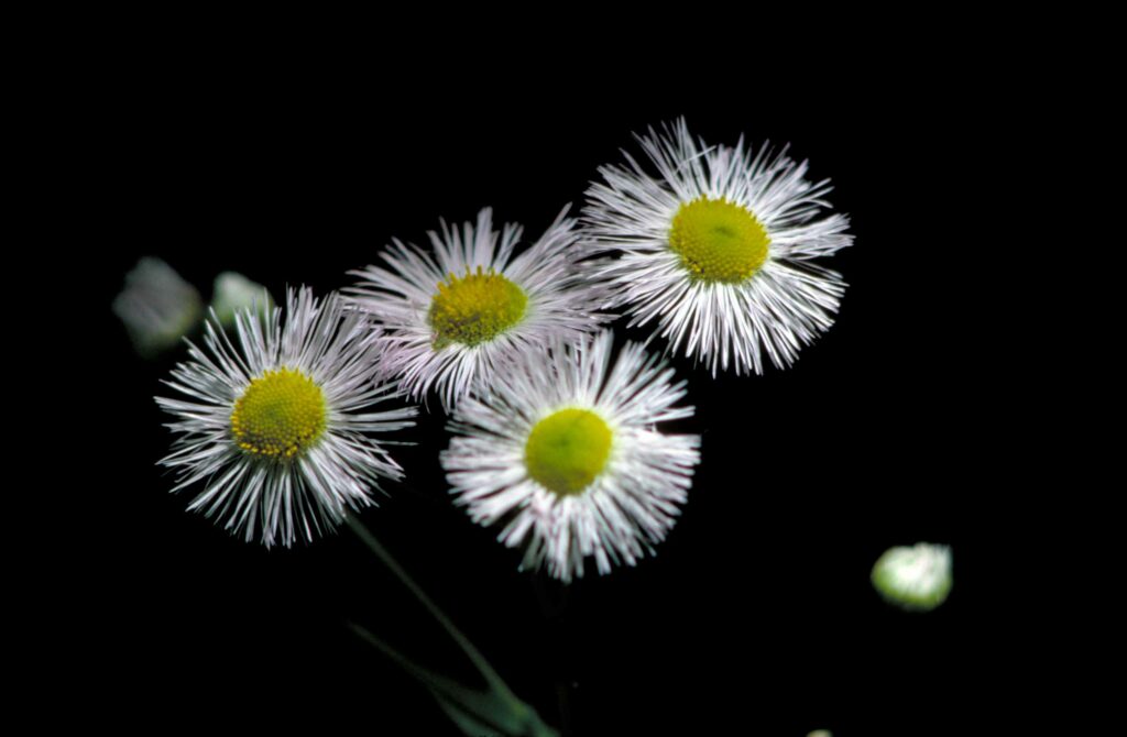 Fleabane
