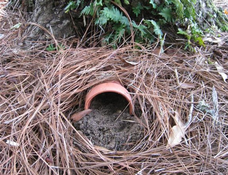 Flowerpot Toad Nest by Chasing Cheerios