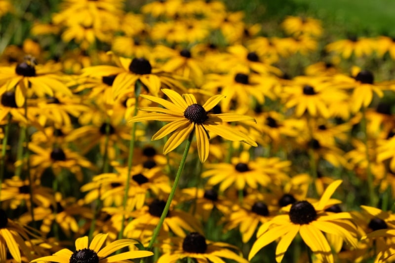 Giant coneflower in the yard