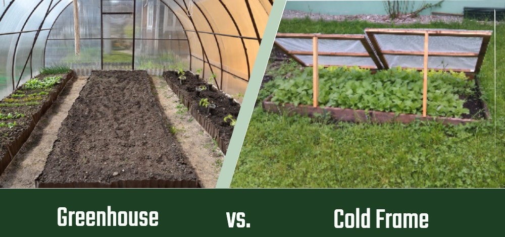 Greenhouse VS. Cold Frame