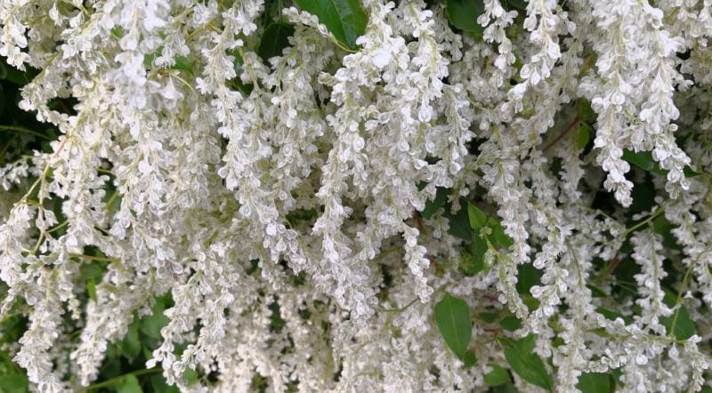 Hanging flowers of silver lace vine (Polygonum baldschuanicum)
