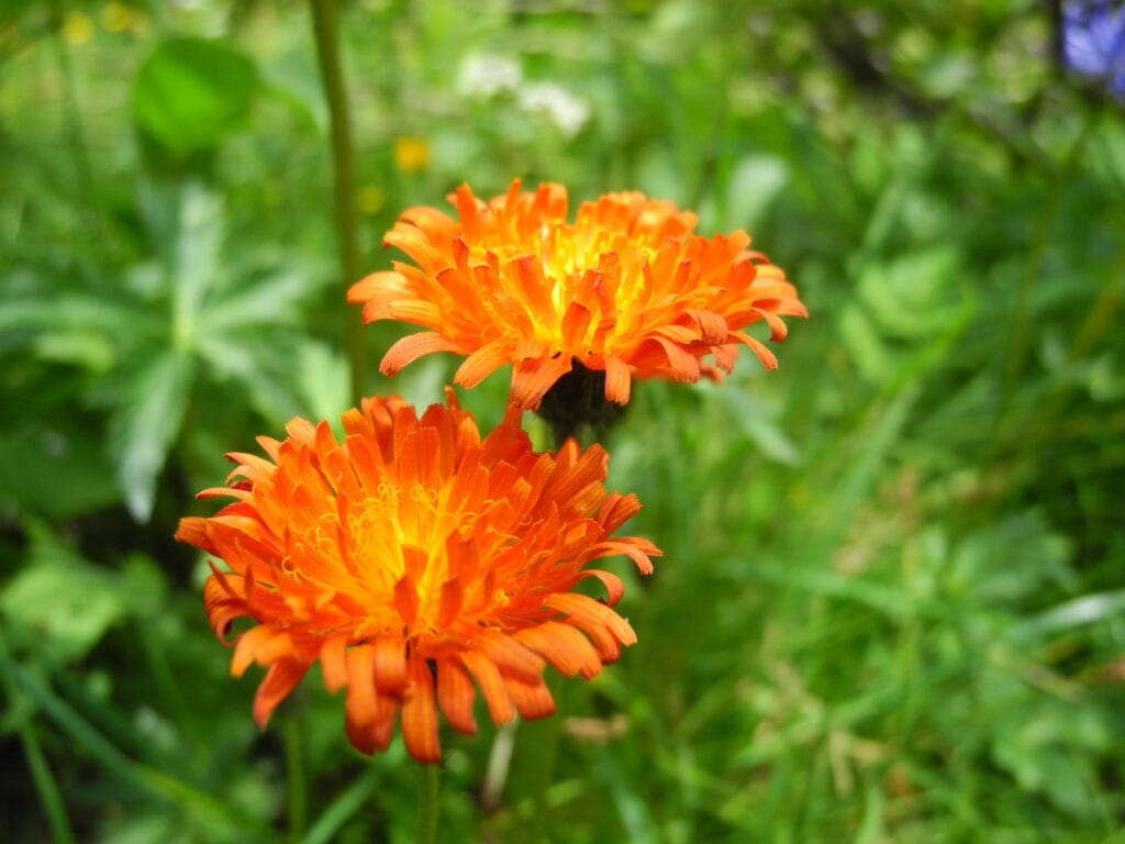 Hawkweed