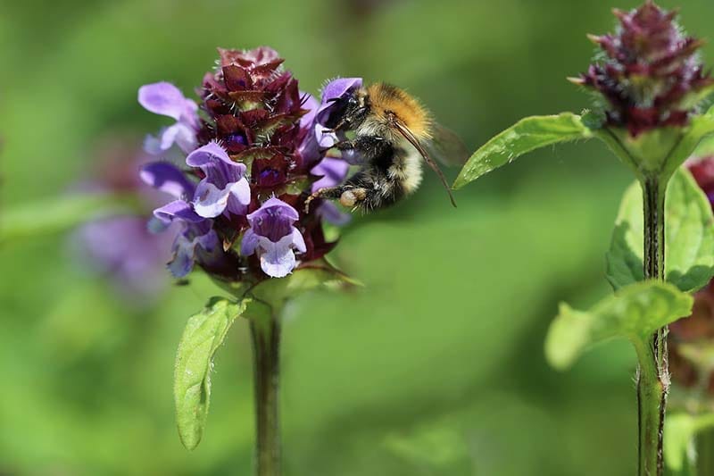 Heal-All_Prunella vulgaris