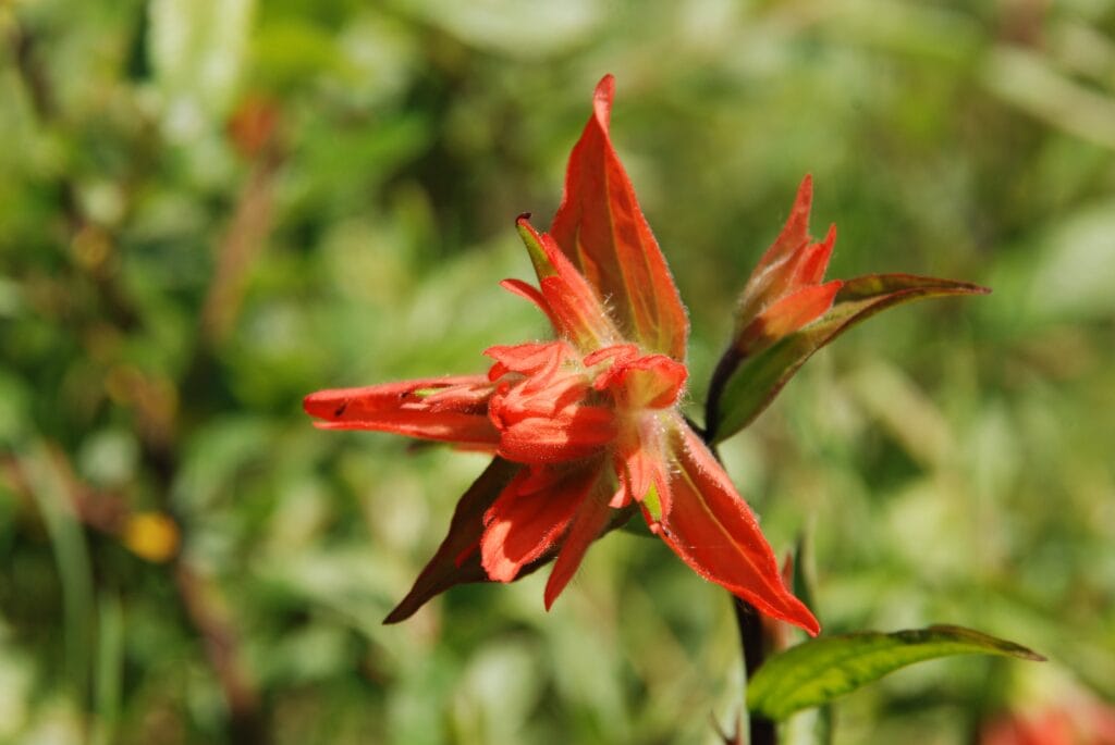 Indian Paintbrush