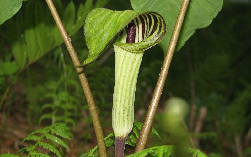 Jack-in-the-Pulpit (Arisaema triphyllum)