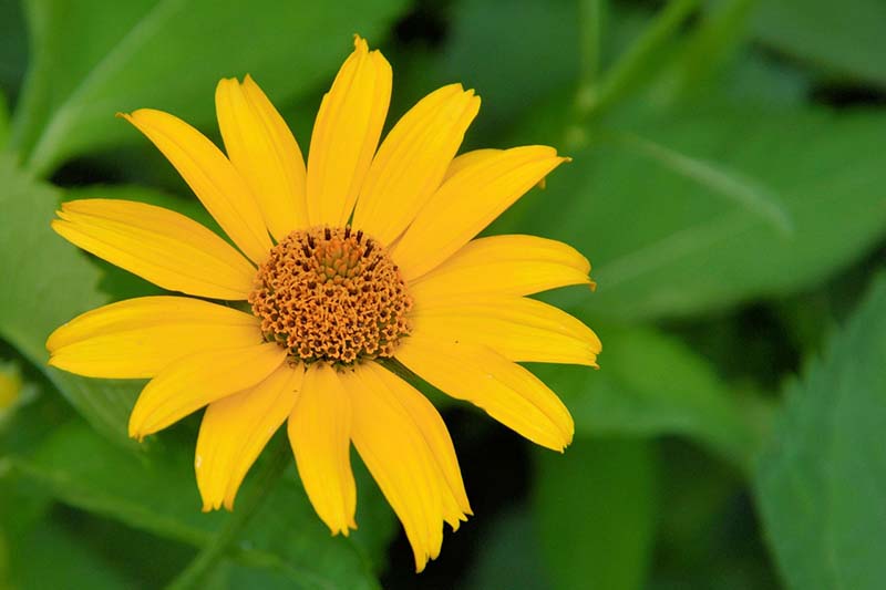 Jerusalem Artichoke (Helianthus tuberosus)