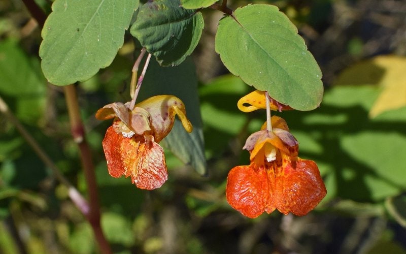 Jewelweed (Impatiens capensis)