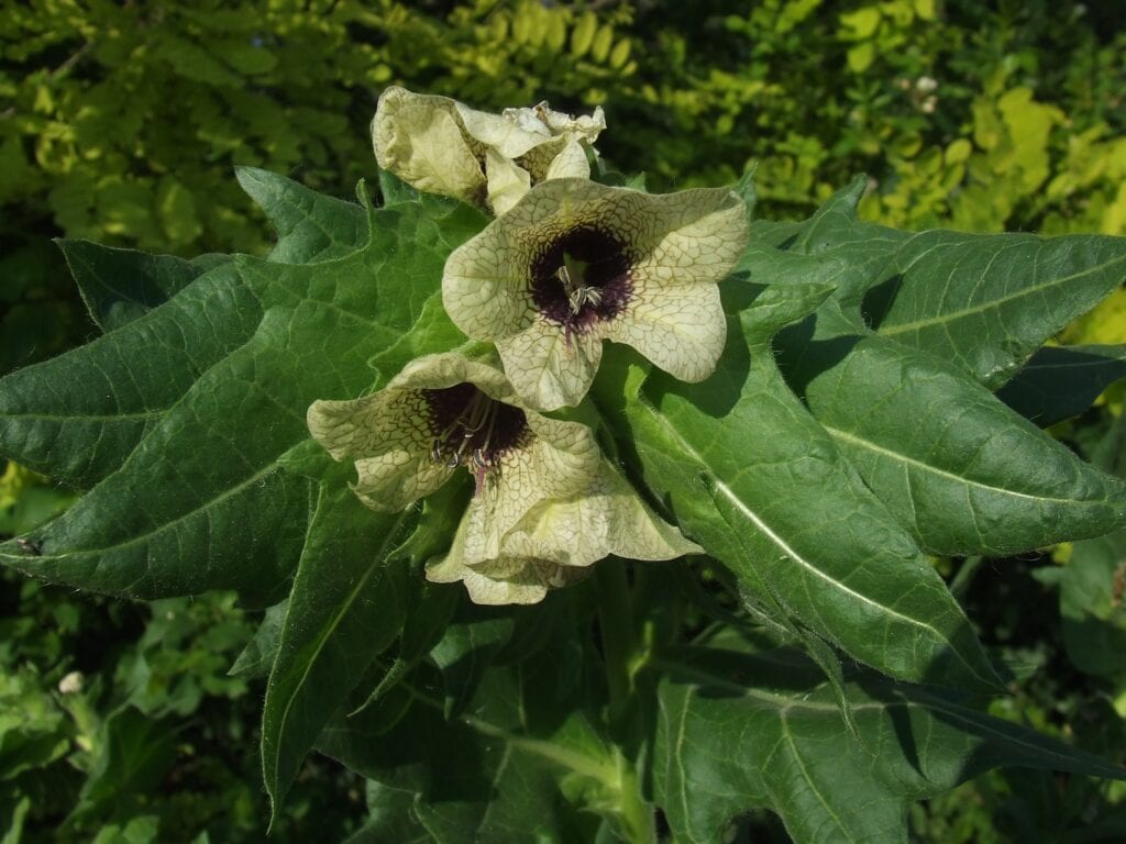 Jimsonweed