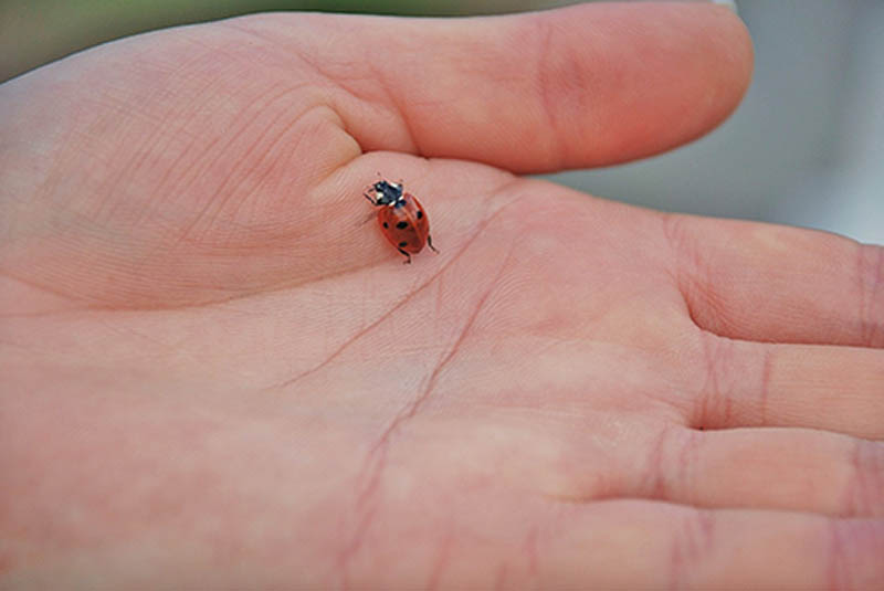 Lady bug on hand
