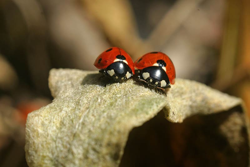 Lady bugs