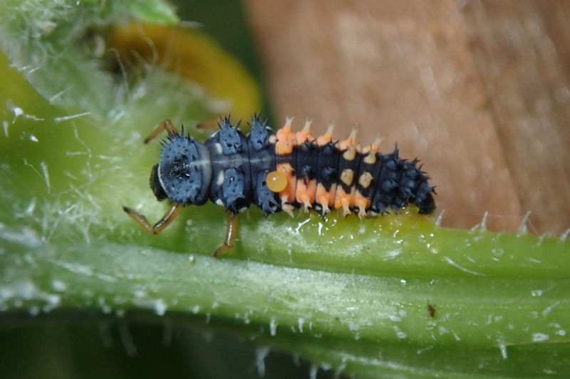 Ladybug larvae on a thorny stem