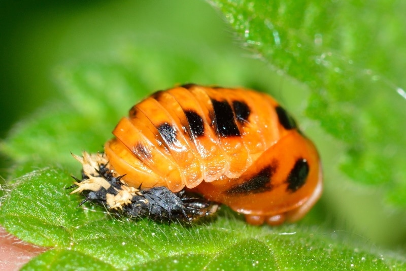 Ladybug pupa on a leaf