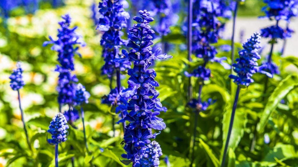Larkspur