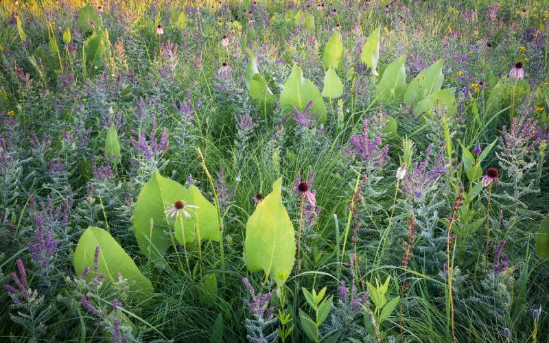 Leadplant (Amorpha canescens)