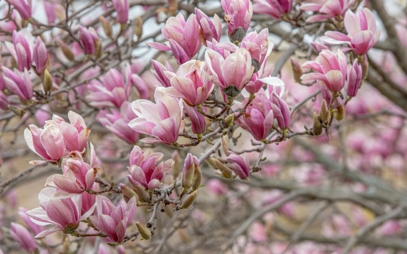 Magnolia tree with pink blossoms