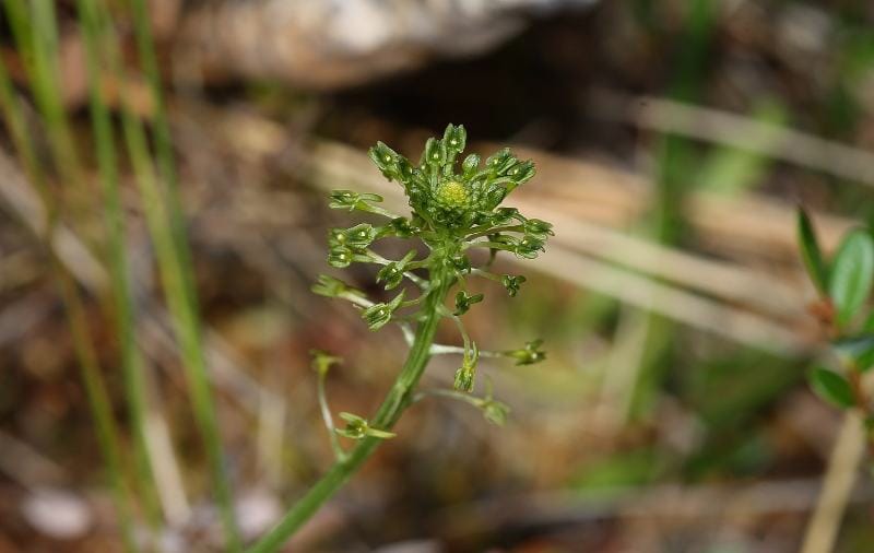 Adder’s Mouth Orchid (Malaxis unifolia)