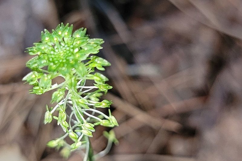 Malaxis unifolia
