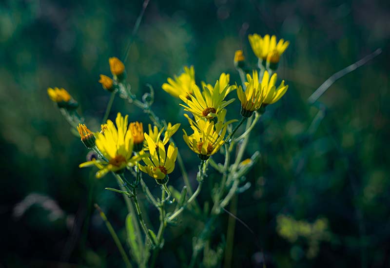 Maryland Golden-Aster (Chrysopsis mariana)