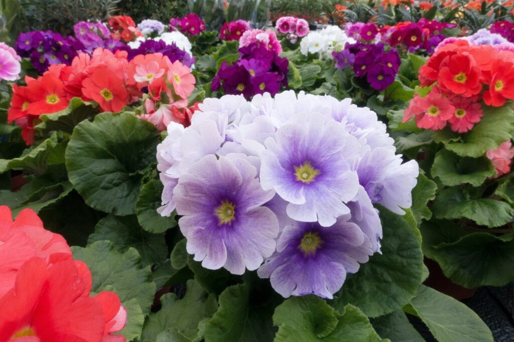 Mexican Primrose