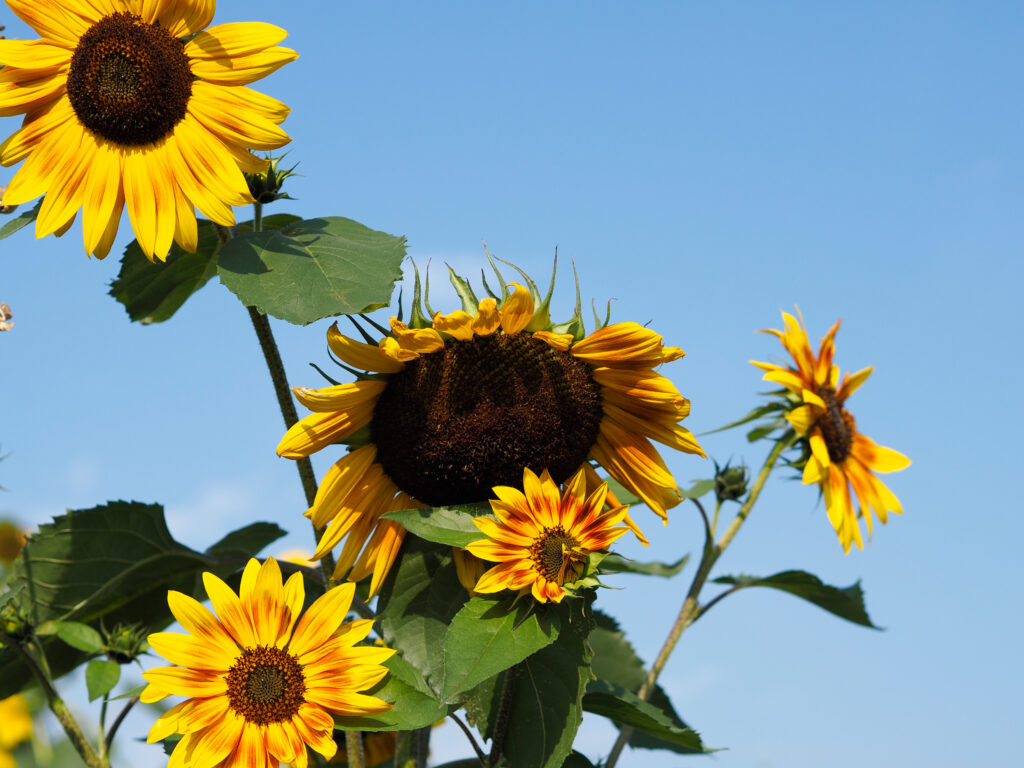 Narrowleaf Sunflower