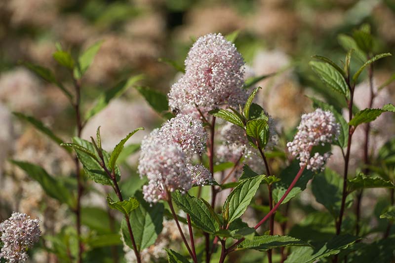 New Jersey Tea_Ceanothus americanus