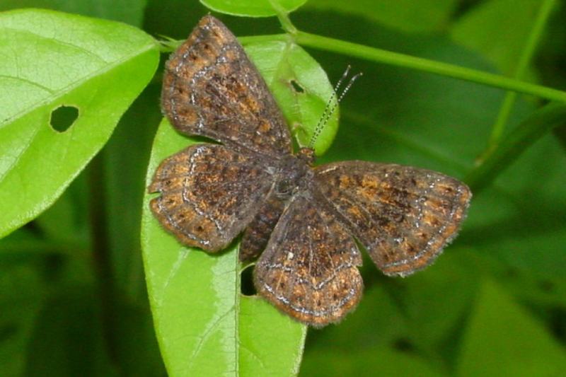 Northern Metalmark Butterfly