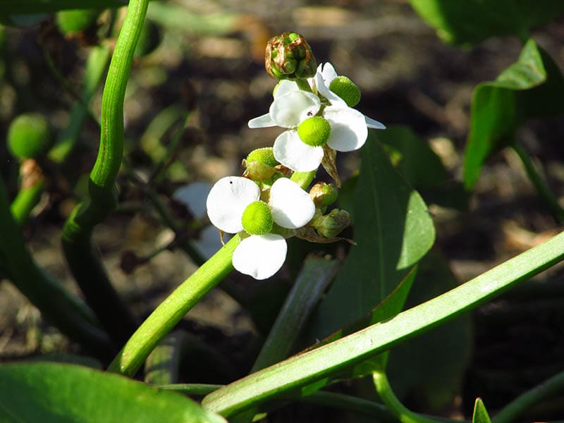 Northern water plantain Alisma Triviale