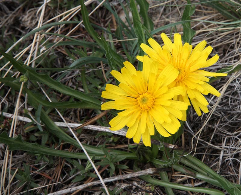Pale Agoseris Agoseris glauca
