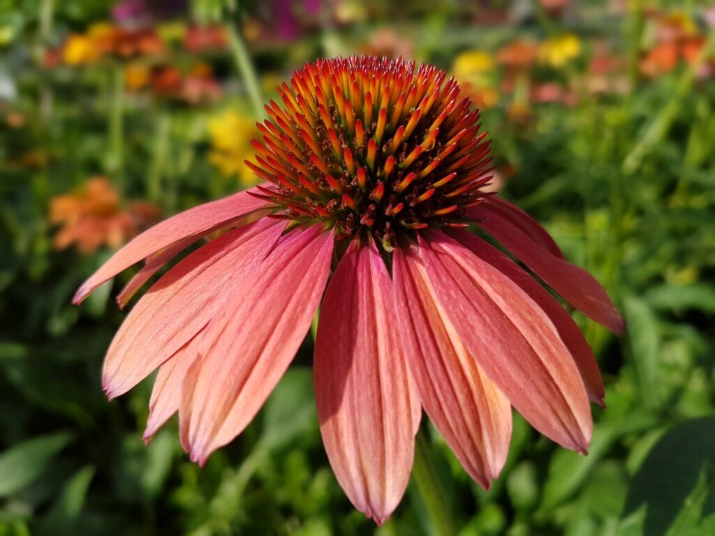 Pale Coneflower