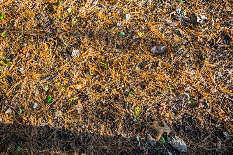 Pine Needle on Ground