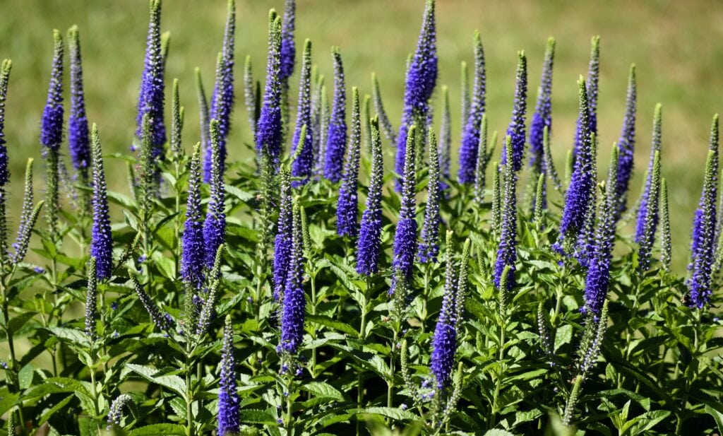 Prairie Blazing Star