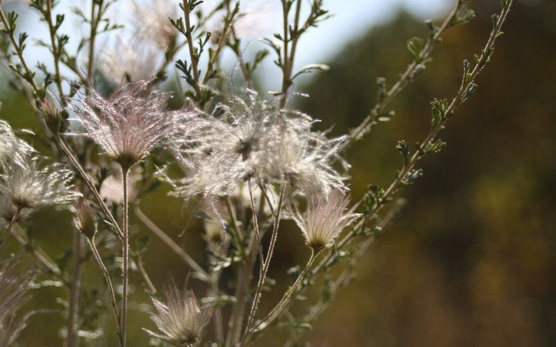 Prairie Smoke (Geum triflorum)