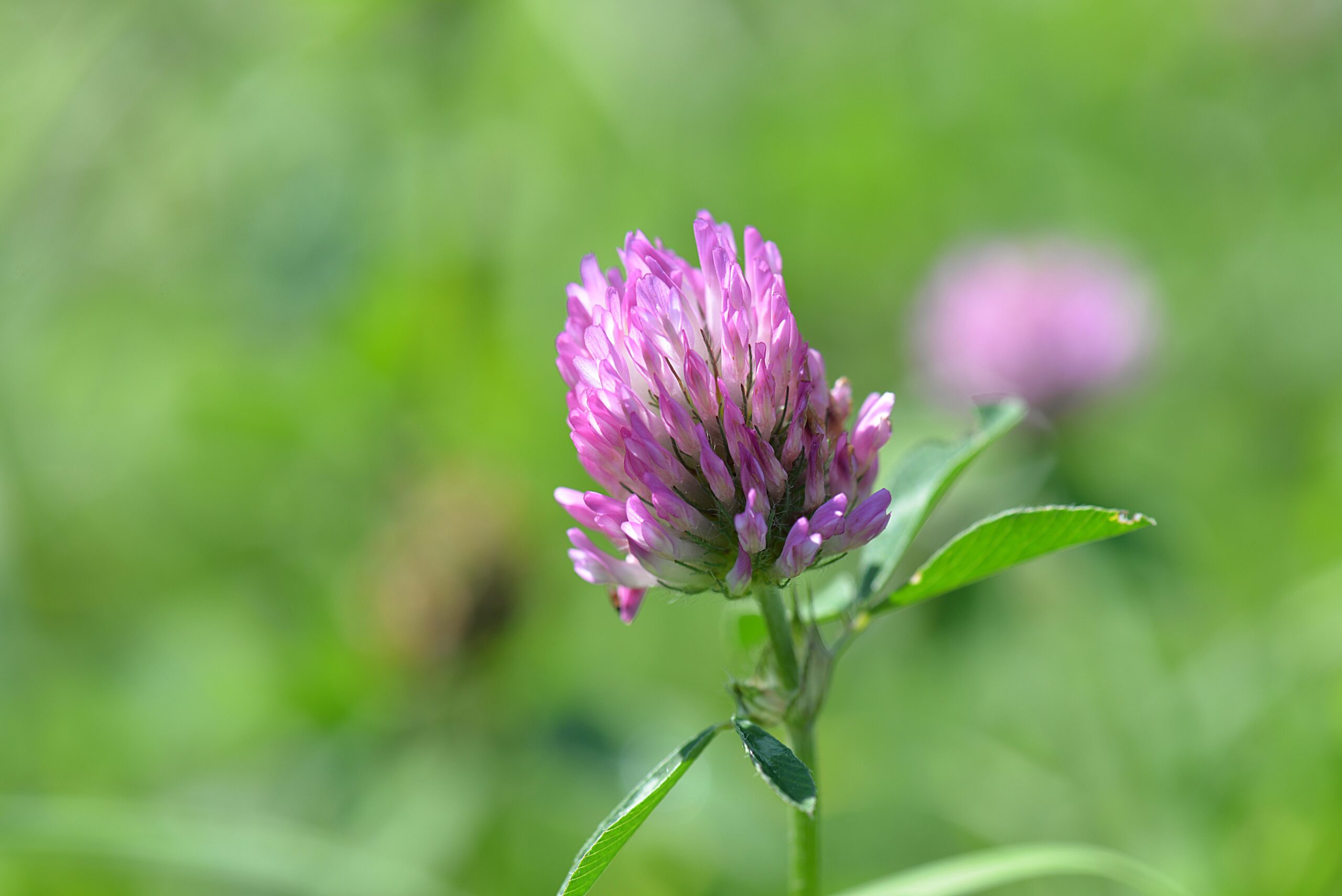Purple Prairie Clover