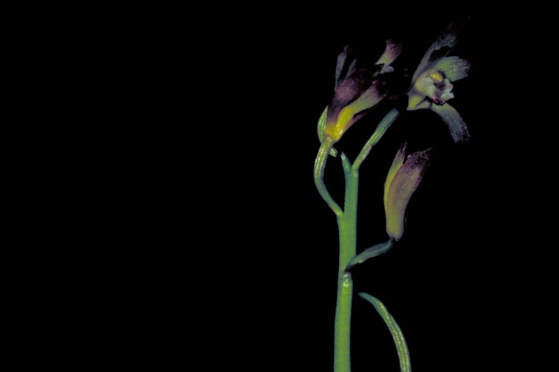 Putty Root Orchid
