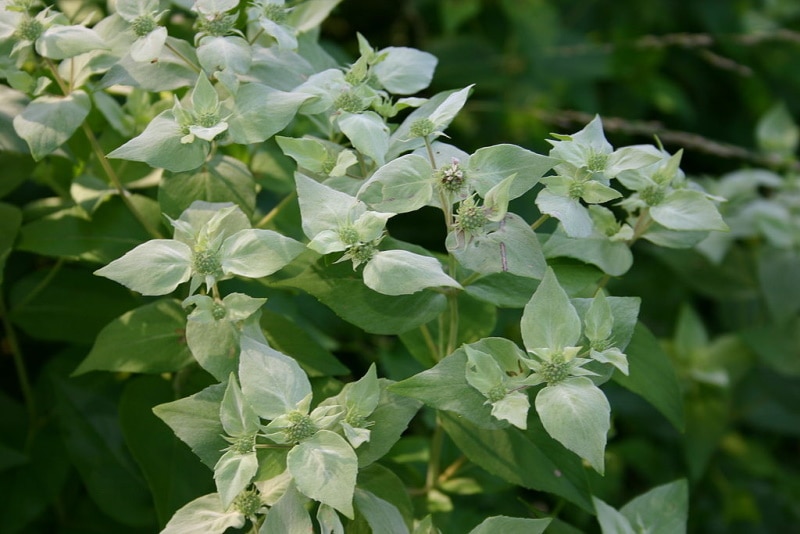 Pycnanthemum muticum heds and bracts