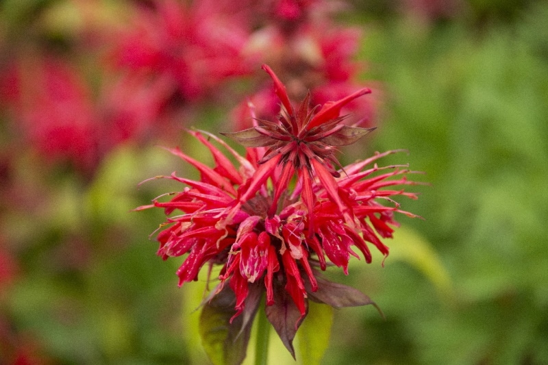 Red bee balm fower
