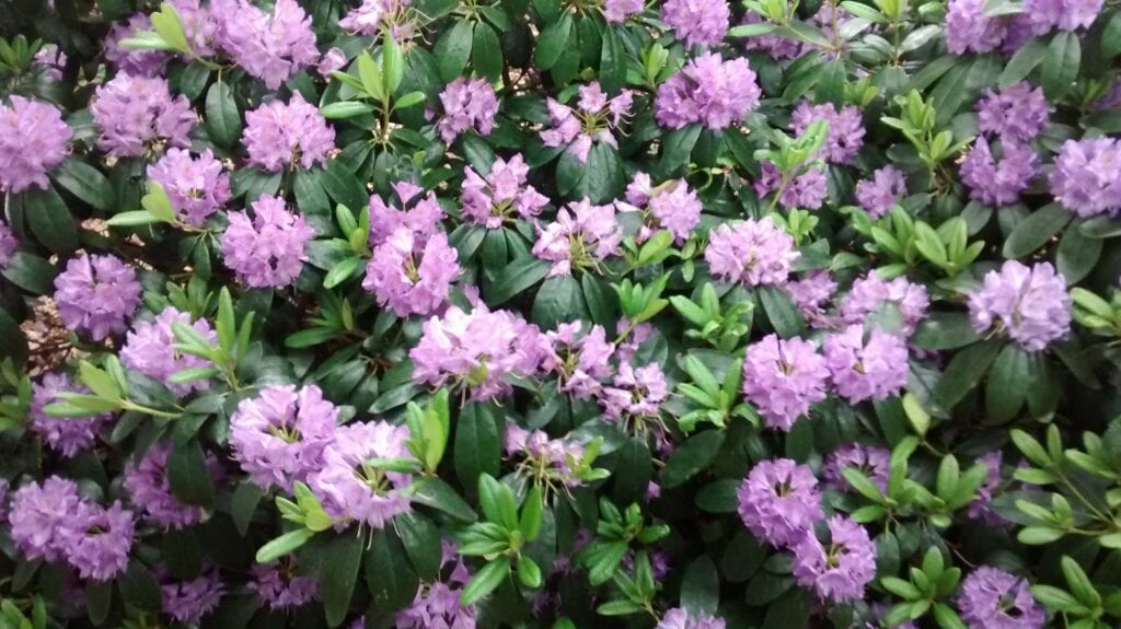 Rhododendron Catawbiense