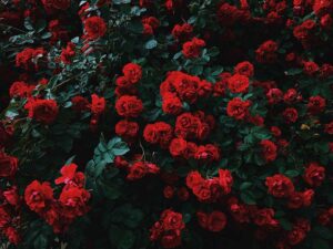 Do Roses Like Acidic Soil? Ideal pH & FAQs | Home Grail