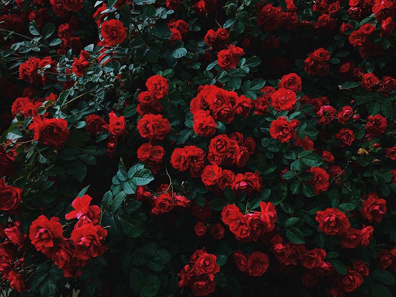 Rose garden