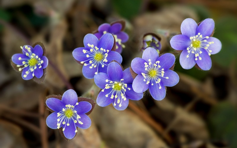 Round-lobed Hepatica (Anemone americana)