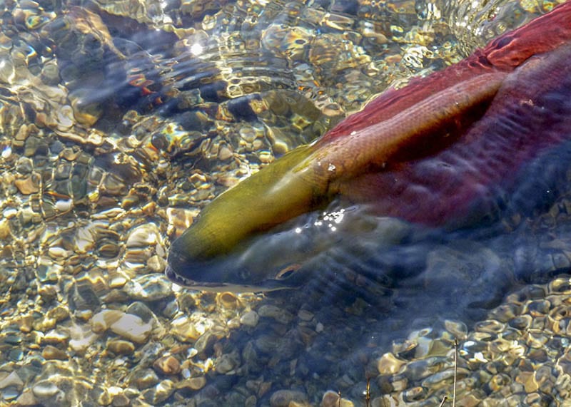 Salmon Lake Canada
